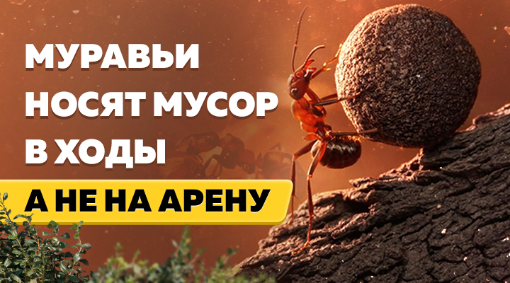 Муравьи-грязнули: почему насекомые складируют песок и мусор в ходах формикария