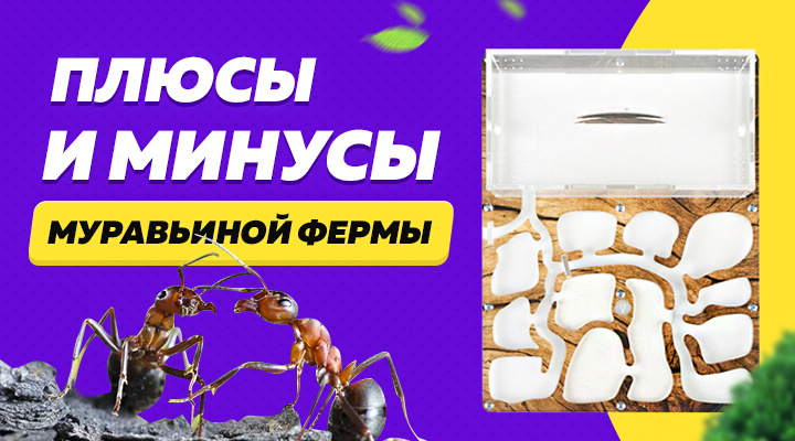 Муравьиная ферма: плюсы и минусы формикария