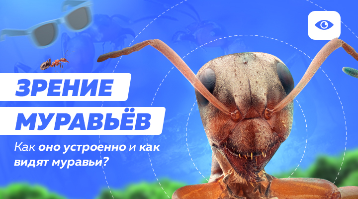 Что могут видеть муравьи и как устроено их зрение